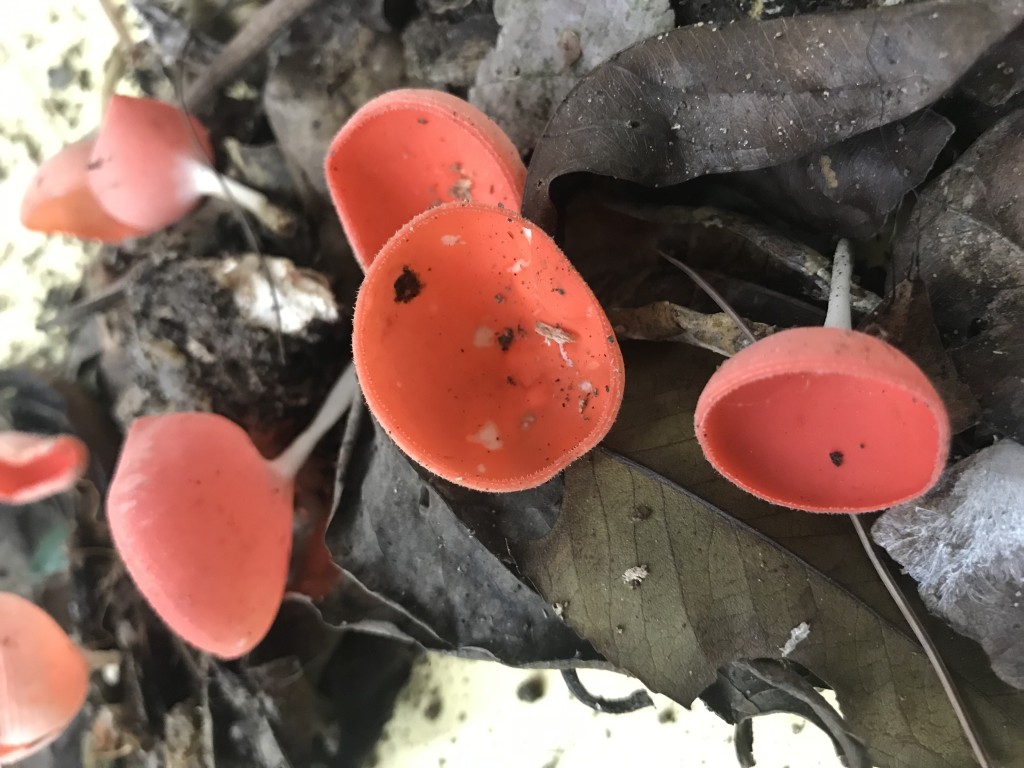 La XXX Expo Hongos de Chiapas acerca a la población al desconocido mundo  del reino fungi | Rotativo en Linea