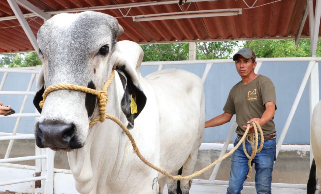 Entregan sementales bovinos y paquetes de ovinos para fortalecer el ...